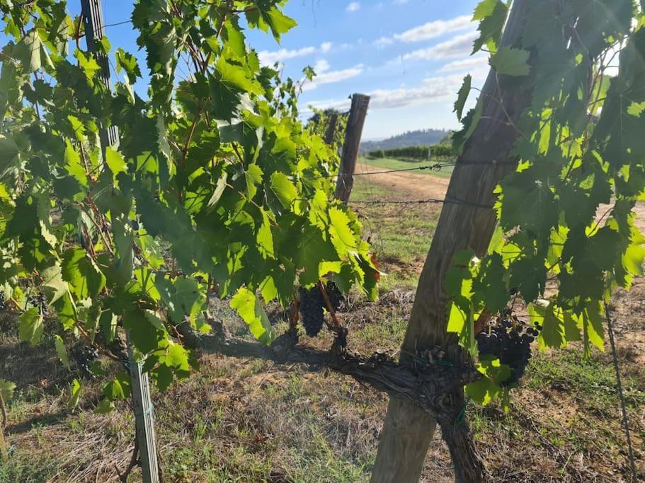 Montepulciano - La Casetta Del Pian Delle Noci Acquaviva  Exteriér fotografie