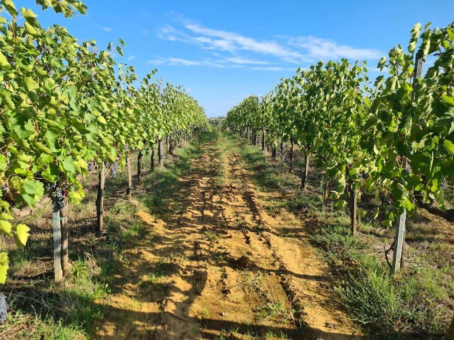 Montepulciano - La Casetta Del Pian Delle Noci Acquaviva  Exteriér fotografie