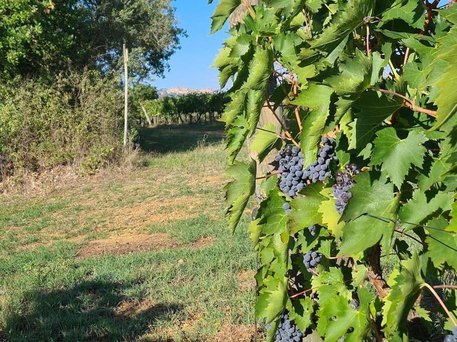 Montepulciano - La Casetta Del Pian Delle Noci Acquaviva  Exteriér fotografie