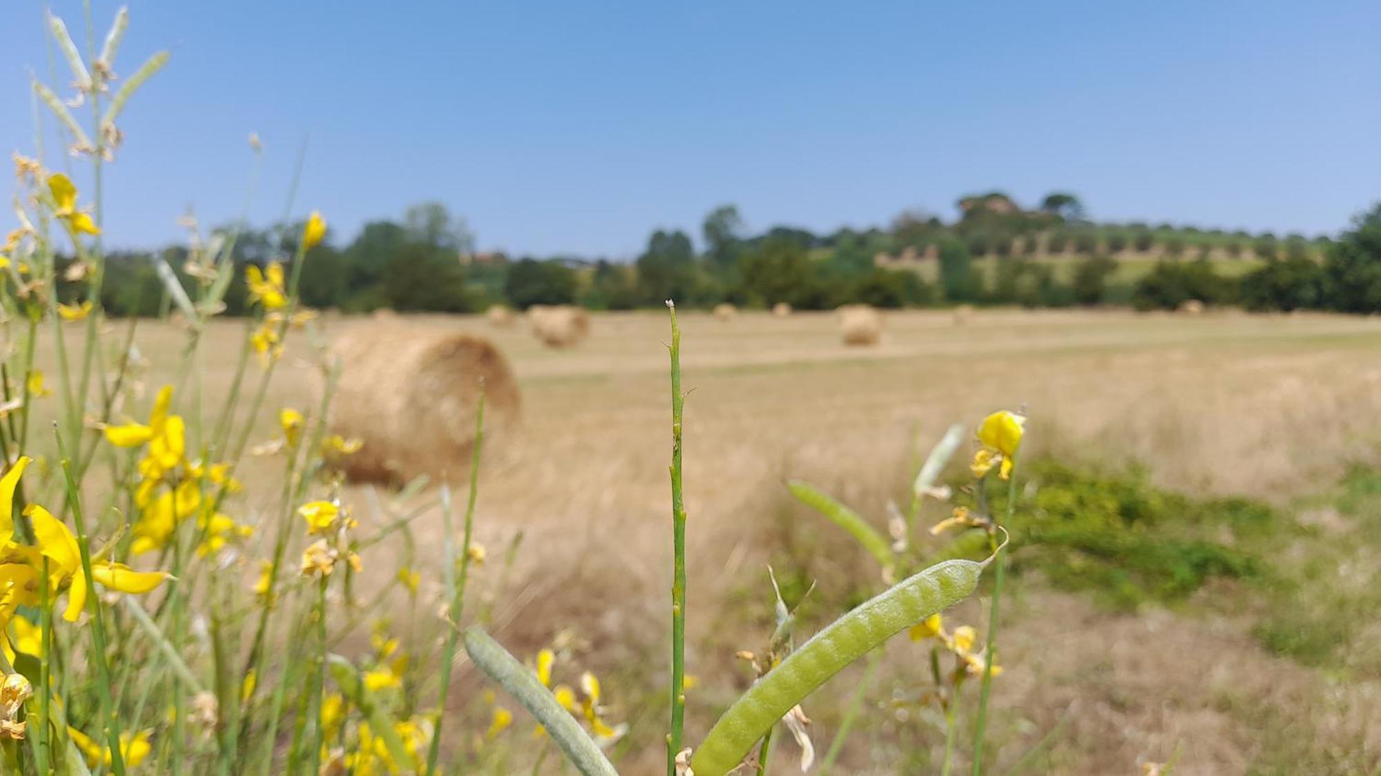 Montepulciano - La Casetta Del Pian Delle Noci Acquaviva  Exteriér fotografie